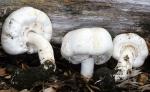 Agaricus xanthodermus - Fungi Species | sokos jishebi | სოკოს ჯიშები